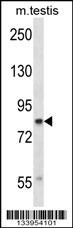 CUL4A Antibody