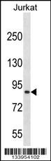 CUL4A Antibody