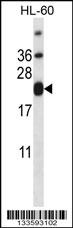 CD3E Antibody