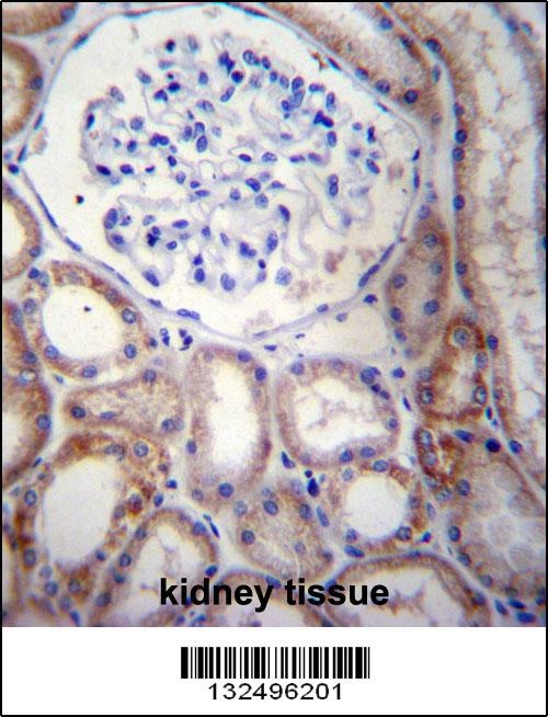 STARD5 Antibody