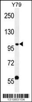 PHF20 Antibody