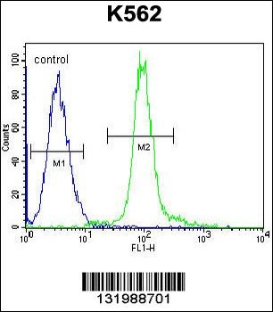 GLMN Antibody