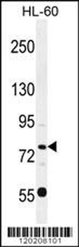 POU2F1 Antibody