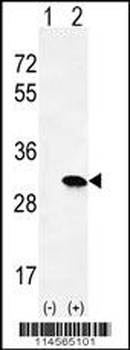 HRAS Antibody