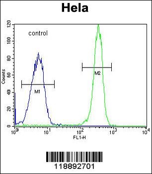 COL4A2 Antibody