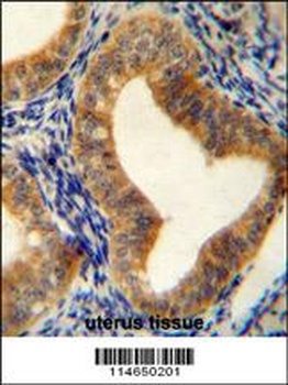 AHCY Antibody