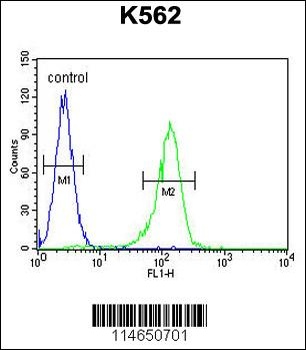 AHCY Antibody