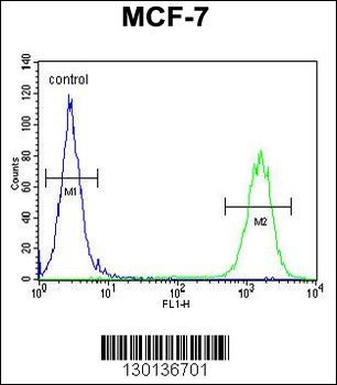 CTDSPL2 Antibody