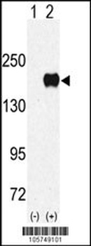 EHMT1 Antibody