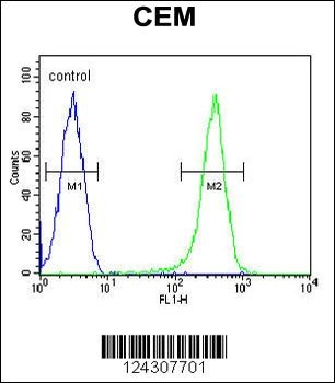 COX10 Antibody