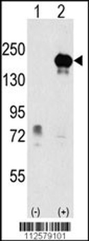 EHMT1 Antibody