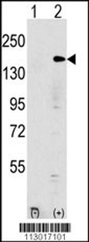 EHMT1 Antibody