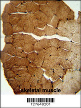 SLC35B2 Antibody