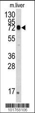 HSPA5 Antibody