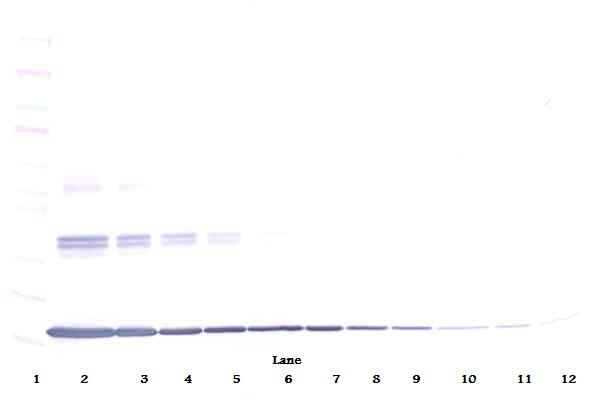 Tnf Antibody (Biotin)