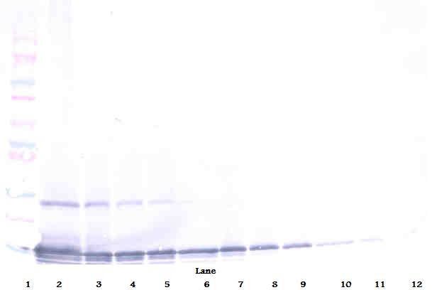 CCL25 Antibody