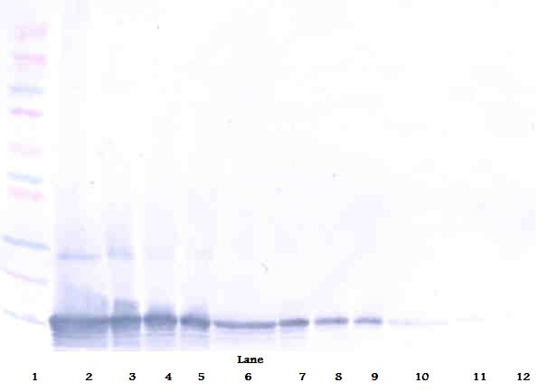 CCL25 Antibody