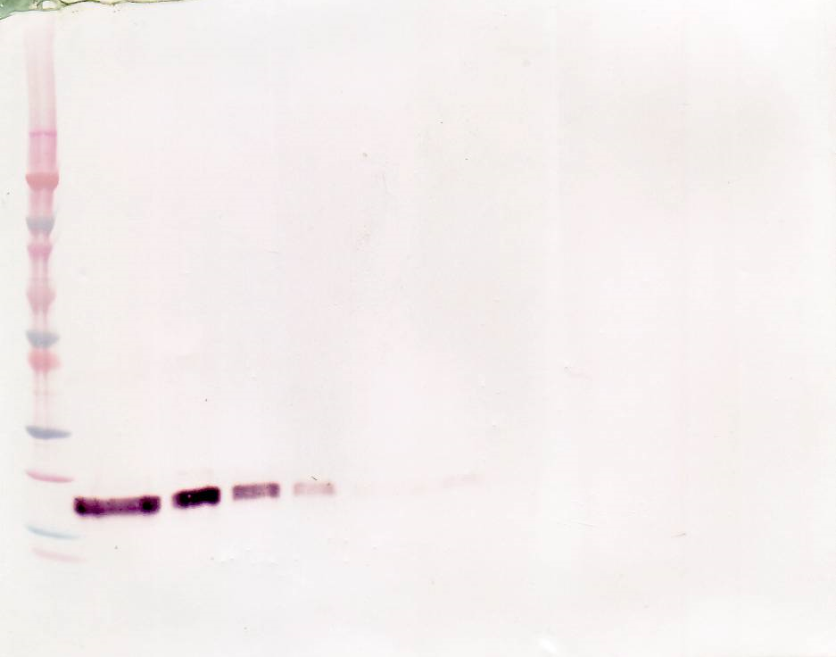 TNFRSF1B Antibody (Biotin)