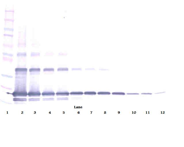 TNFSF11 Antibody