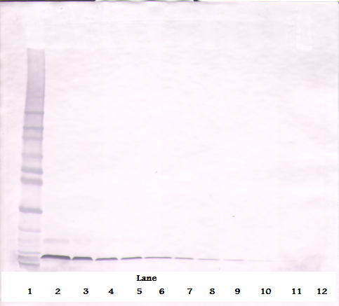 Cxcl12 Antibody (Biotin)