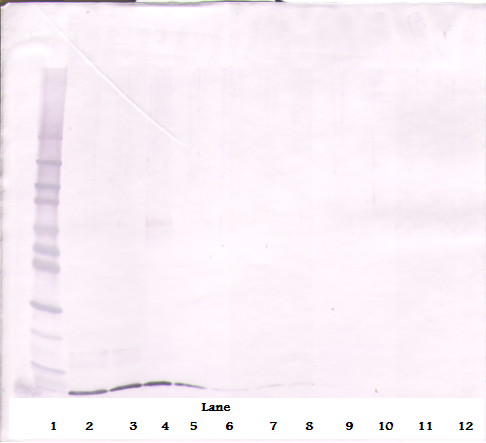 Cxcl12 Antibody (Biotin)