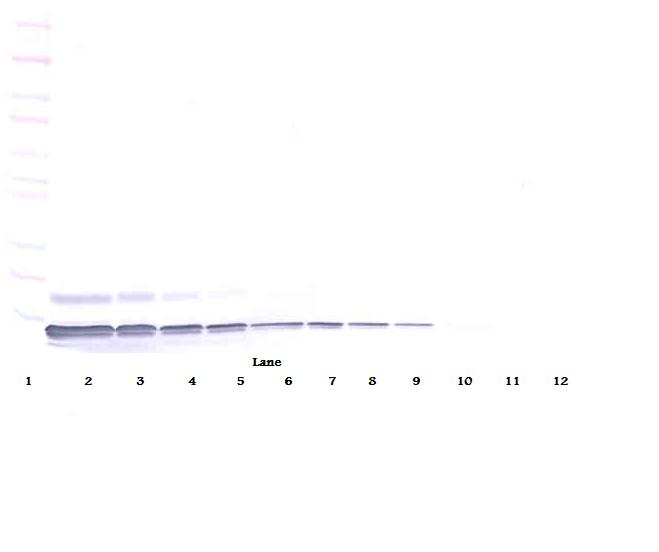 CXCL12 Antibody (Biotin)