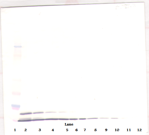 Cxcl2 Antibody