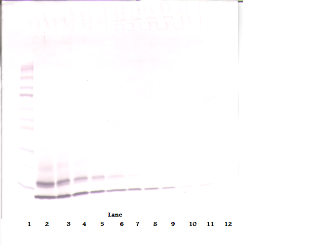 CCL4 Antibody (Biotin)