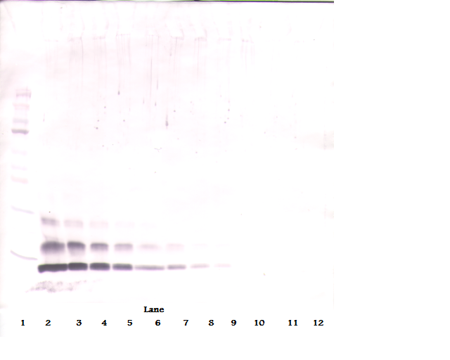 CCL4 Antibody