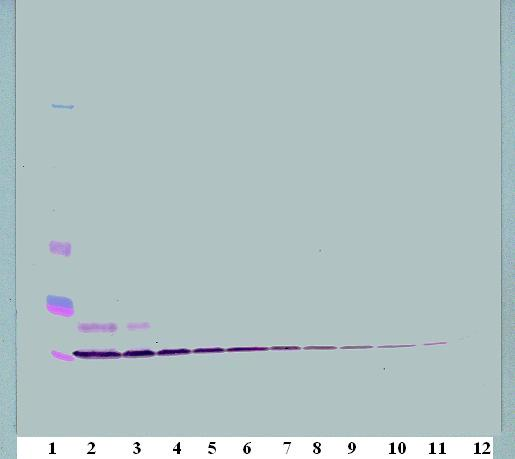 Ccl3 Antibody