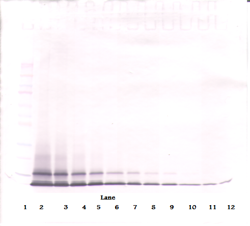 Cxcl1 Antibody