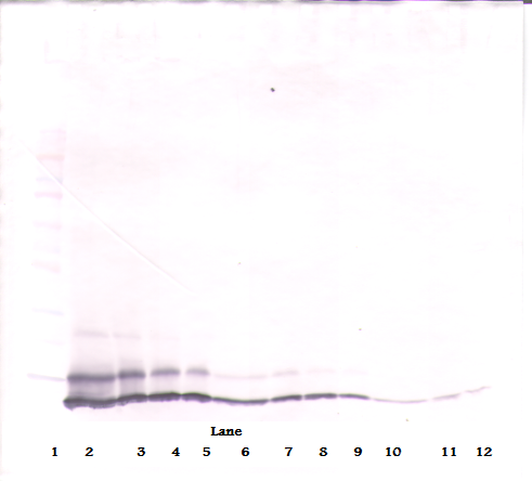 Cxcl1 Antibody