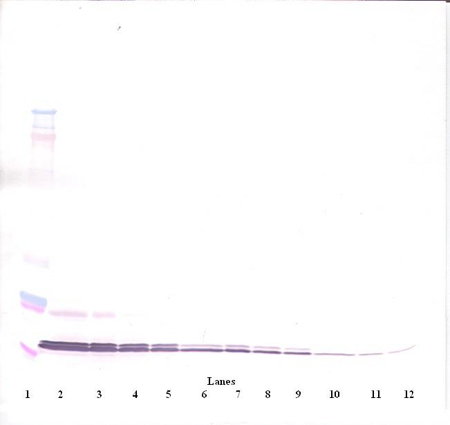 CXCL11 Antibody