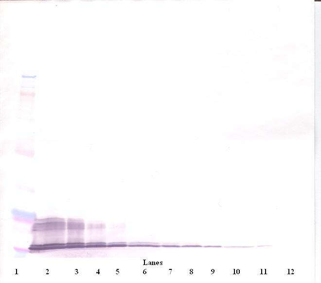 CXCL11 Antibody