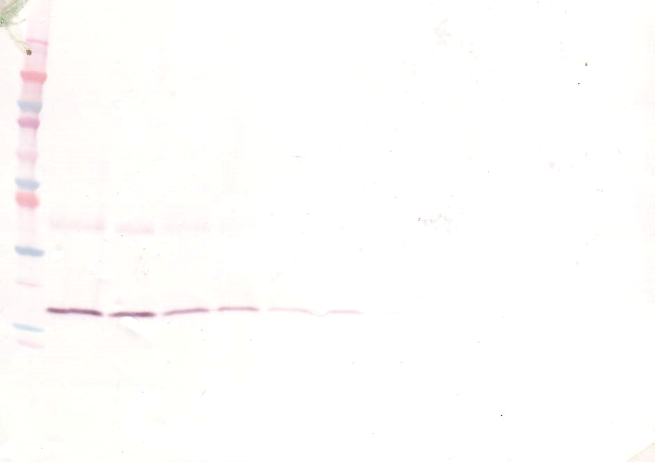 Il1b Antibody (Biotin)