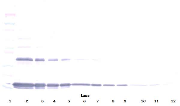 Il1a Antibody