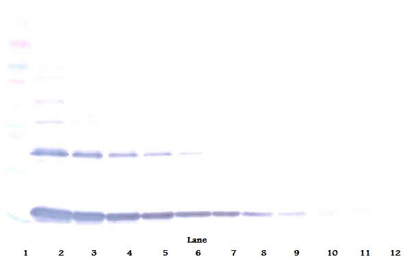 Il1a Antibody
