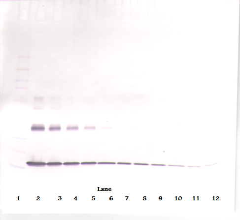 Il1a Antibody