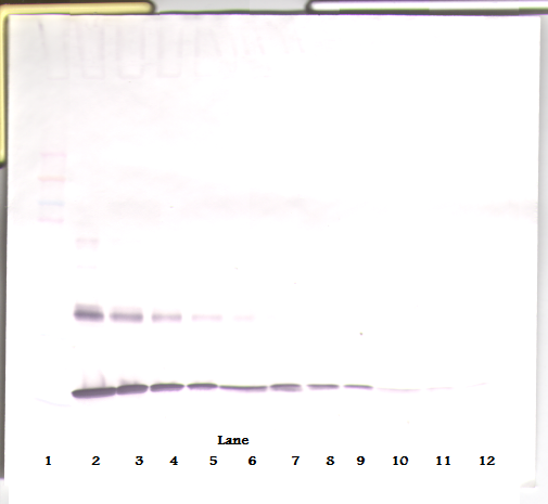 Il1a Antibody