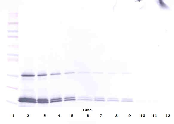 IL16 Antibody