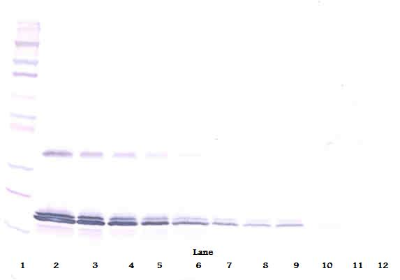IL16 Antibody