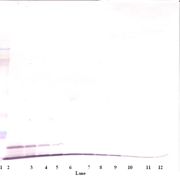 Cxcl1 Antibody