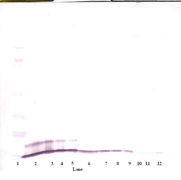 Cxcl1 Antibody