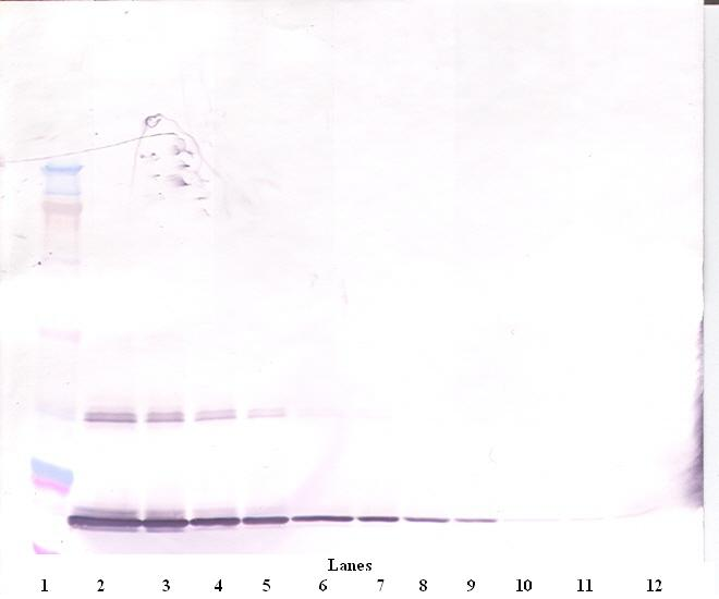 ELANE Antibody