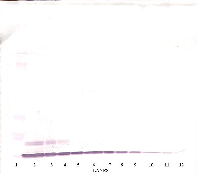 CXCL6 Antibody