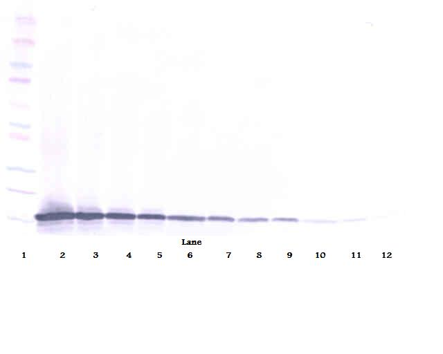 Ccl21c Antibody