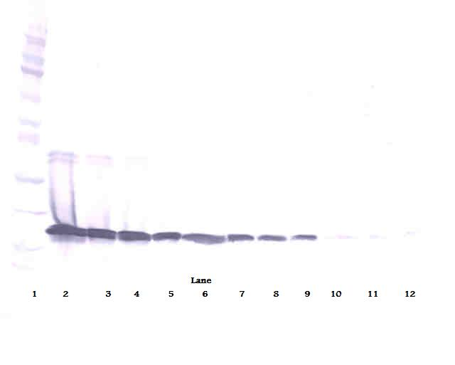 TNFSF13B Antibody (Biotin)