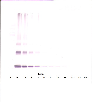 IL10 Antibody