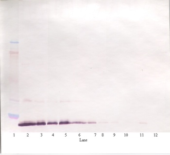 IL19 Antibody