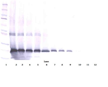 IL17D Antibody (Biotin)